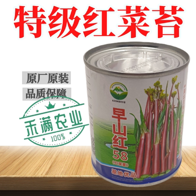 特级菜苔品种正宗红菜苔种子早熟湖北紫菜苔种籽秋季抗病耐寒种植