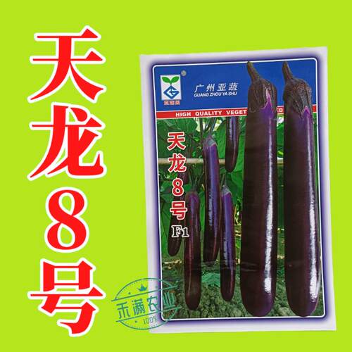 广州8号茄子种子分枝结果