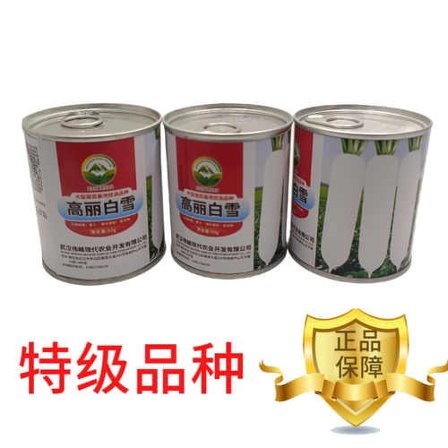 【高丽白雪】基地优选新品种白萝卜种子秋季种植条型好抗病高产