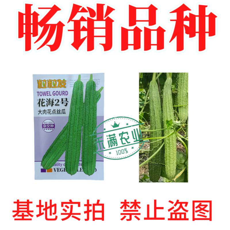 粒粒发花海2号大肉花点丝瓜种子广东广西八棱丝瓜八角丝瓜种籽