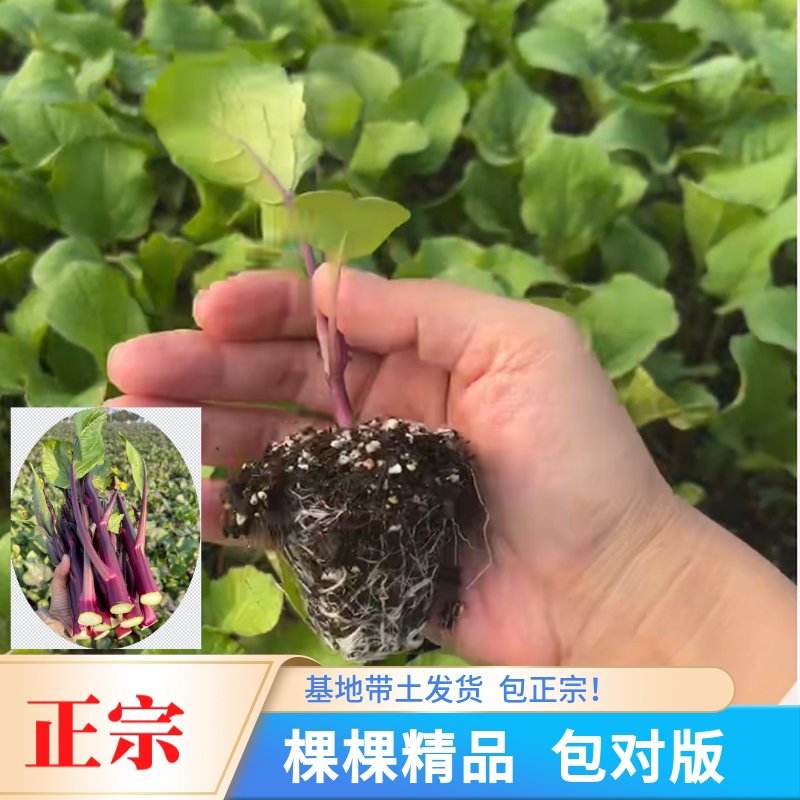 顺丰包邮【核心产区武汉】中早熟武汉洪山区正宗红菜苔苗子基地选