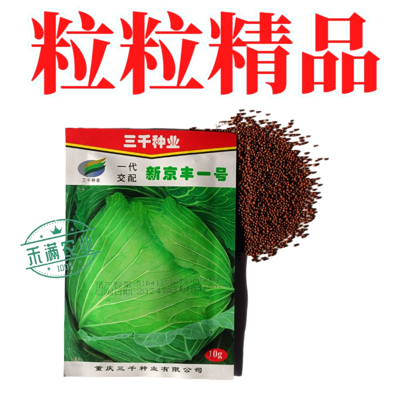 新品种新京丰一号甘蓝种子高产秋播蔬菜种孑包菜种子包菜甘兰种籽