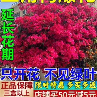 速发三角梅促花爆花三角梅开营专用肥家用盆栽四花开花促花绿叶季