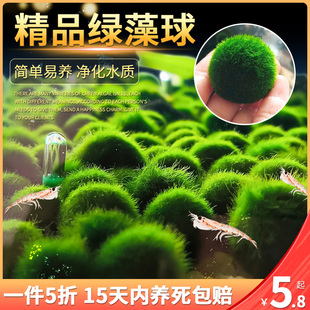 速发观绿鱼球水族箱造景水草藻缸虾缸水藻球草缸m赏生态瓶