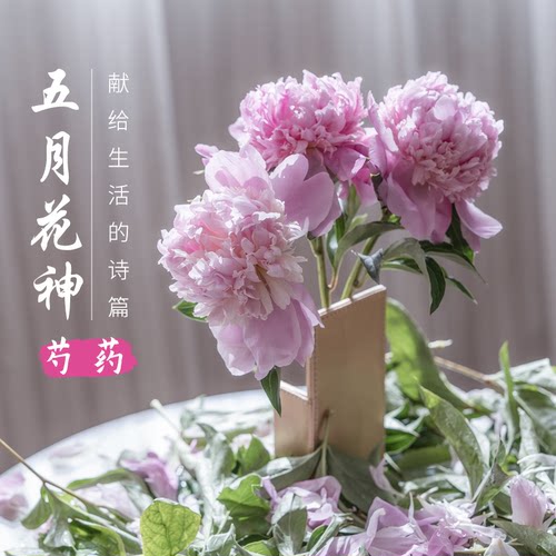 进口芍药花 | 五月花神 沙拉 巴茨拉 杨妃出浴 嘉年华 落日珊瑚