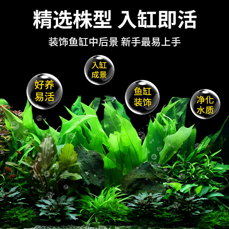 迷你绿九冠水草植物鱼缸造景真草阴性沉木大叶九冠活体皇冠水草