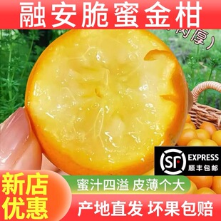 【礼盒5斤】融安脆蜜金柑广西融安脆蜜第三代金桔纯甜水份充足