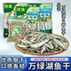 万绿湖小鱼干淡水河鱼干货鱼仔翘嘴鱼刁子鱼白条近30天新鲜日期