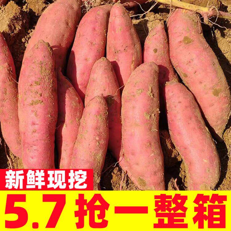 红薯现挖西瓜红蜜薯糖心新鲜番薯