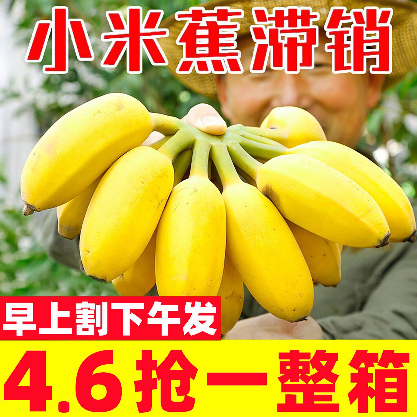 小米蕉10斤新鲜香蕉芭蕉正宗广西水果香焦自然熟苹果蕉粉蕉甜整箱