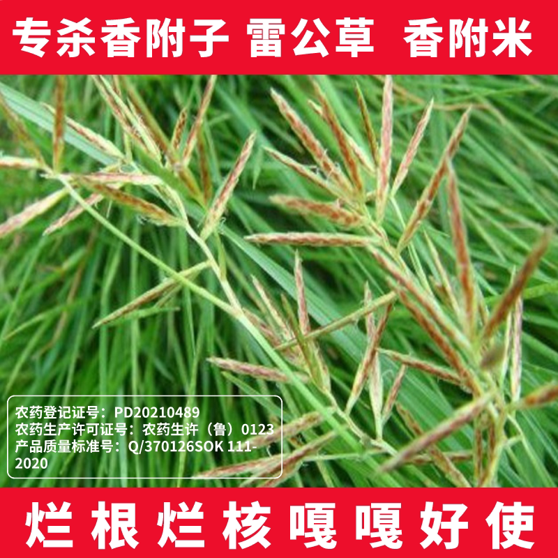 香附子专用除草剂专打香附草烂根烂核草坪专杀三棱草回头青雷公头