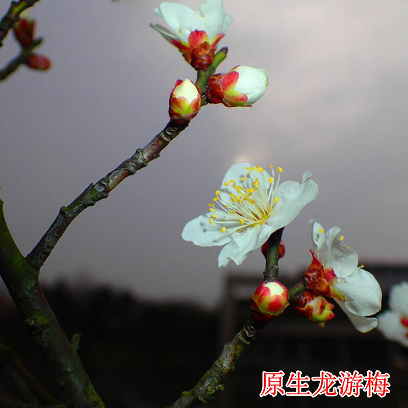 原生梅花龙游梅盆栽地栽耐寒南北方花卉绿梅红梅红须朱砂当年开花
