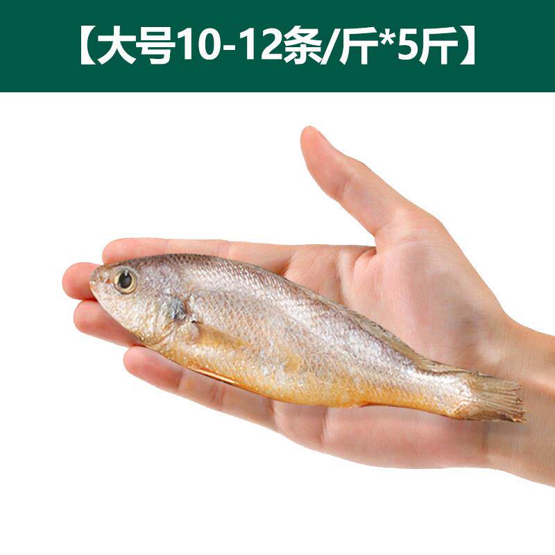 野生舟山小黄鱼新鲜冷冻黄花鱼烧烤夜宵鲜活水产5斤