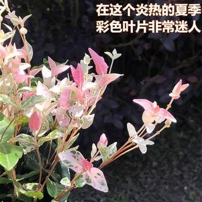 花叶络石花苗盆栽室内阳台庭院花园四季垂吊兰彩叶耐寒热植物包邮