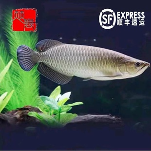 澳洲星点龙金龙红龙大型上层观赏鱼热带鱼新手练手龙鱼活体好养活