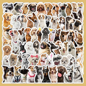 206张可爱小猫小狗写实贴纸卡通创意萌宠ins风装 饰手帐diy贴画