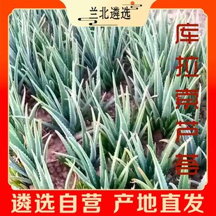 库拉索美容芦荟多肉植物盆栽可食用美白祛斑祛痘净化空气室内四季