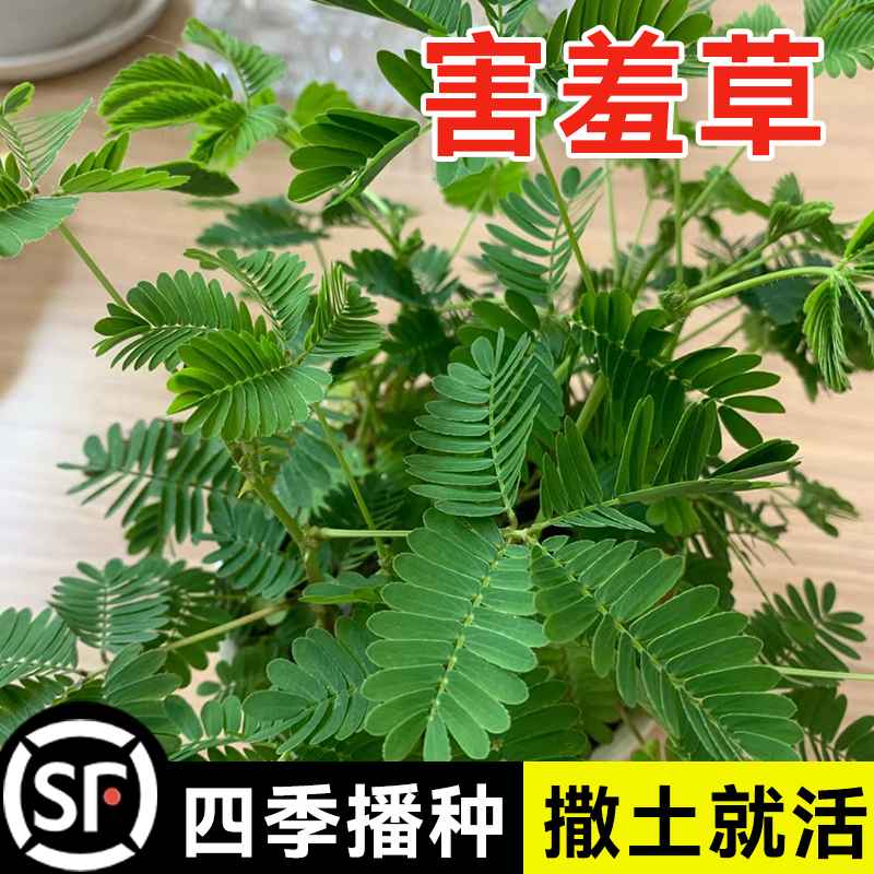 害羞草种子含羞草盆栽植物套餐阳台绿植花卉种子薄荷种籽四季易种