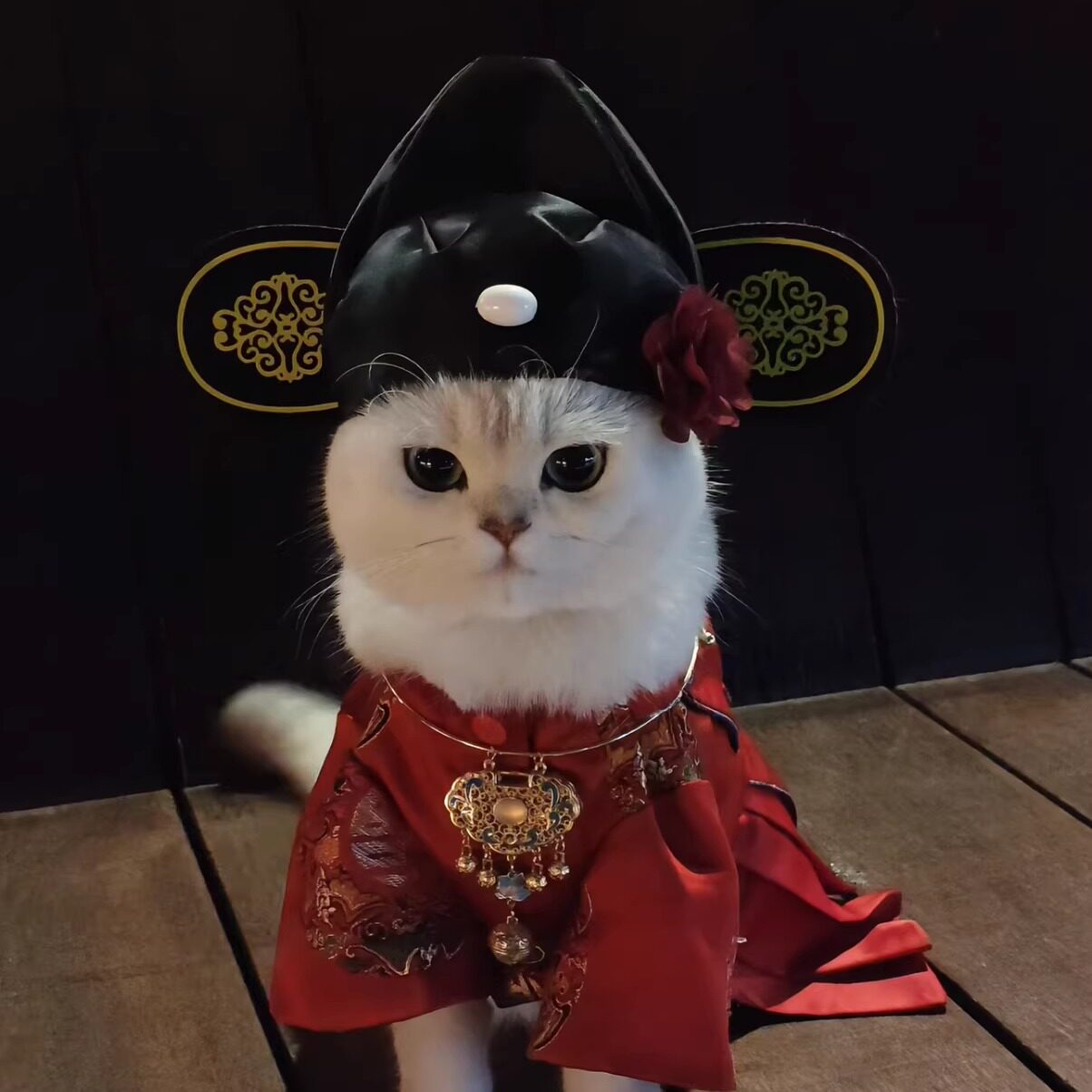 【状元郎】猫咪帽子宠物中式花朵官帽新中式变装秀创意拍照道具