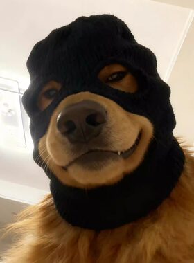 强盗狗狗头套创意劫匪针织变装秀帽子宠物外出防风大型犬通用面罩