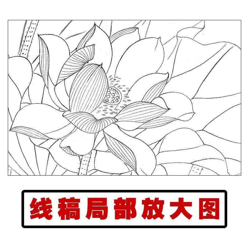 p382工笔画荷花白描底稿国画花鸟临摹练习线描画稿实物打印稿