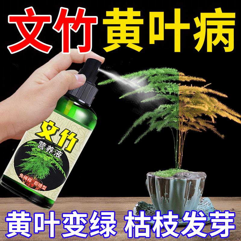 文竹专用营养液叶子发黄一喷绿水培植物黄叶烂根肥料增根壮花花肥