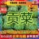 农家干货土特产脱水蔬菜干菜响菜 2500g精选无叶贡菜苔干苔菜 包邮