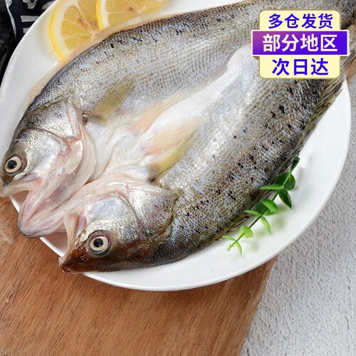 开背大海鲈鱼青岛海捕鲜杀大鲈鱼