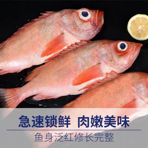 特大红石斑鱼过节送礼富贵红鱼