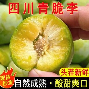 正宗四川青脆李子新鲜水果脱脆酸甜骨应当季特产时令现摘大整箱