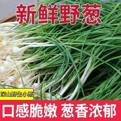 新鲜野葱现挖小根蒜大脑瓜野生浸没菜小山蒜野蒜干净小跟蒜包邮