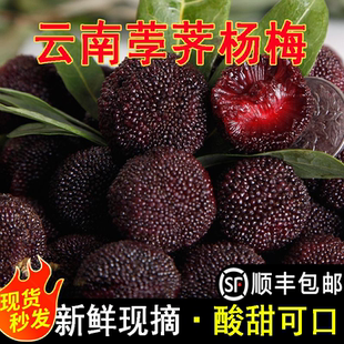 现货空运云南荸荠杨梅新鲜水果鲜果现摘现发扬梅孕妇颗粒装6包邮
