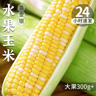 浙江高山新鲜水果甜玉米农家现摘生吃嫩玉米棒带壳一整箱批发价
