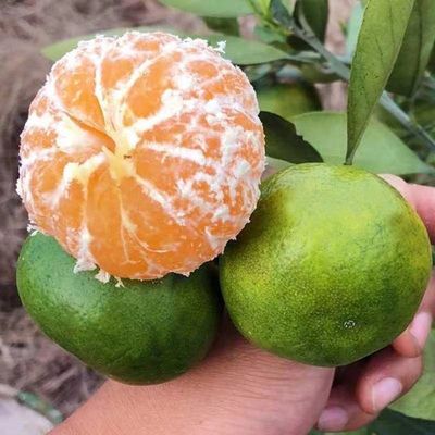 【江浙沪隔日到】临海涌泉蜜桔橘子黄岩蜜桔新鲜青皮桔子无籽酸甜