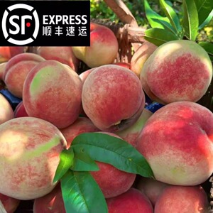 浙江顺丰硬脆水蜜桃露天颗粒包装