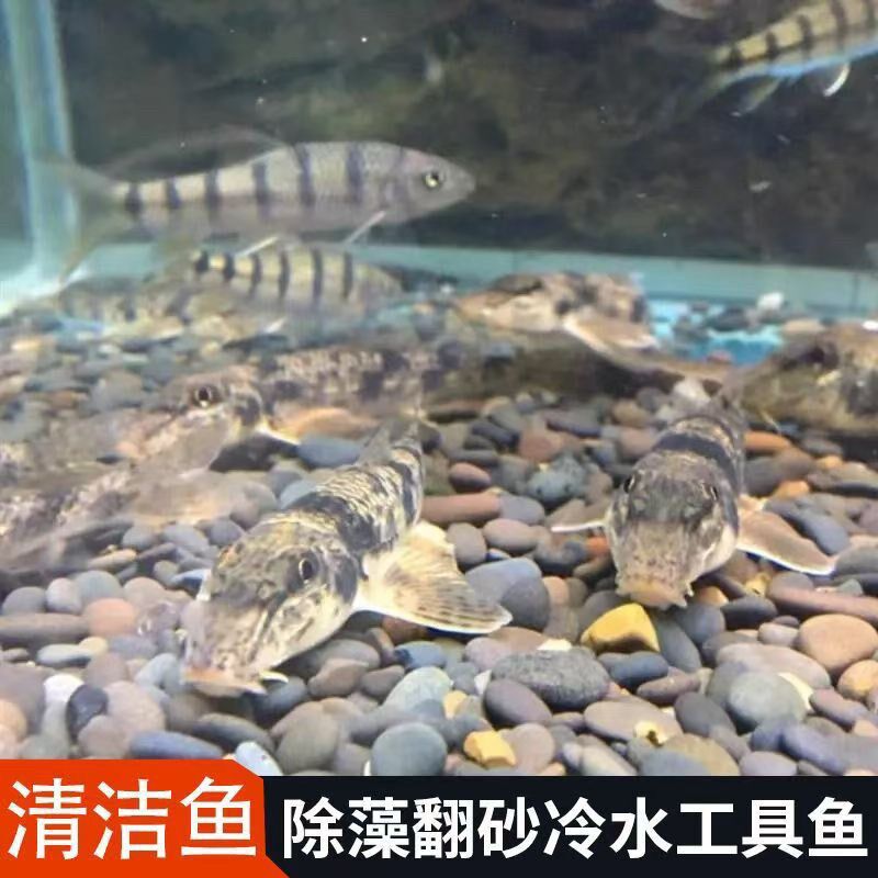热销棒花鱼冷水鱼马头鱼似鮈观赏C鱼工具鱼清洁除藻翻砂水中推土