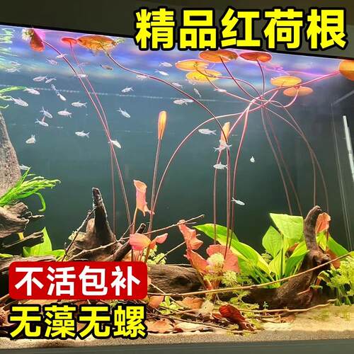 热销红荷根睡莲鱼缸造景水草红色草缸布景M真草植物淡水耐养易红