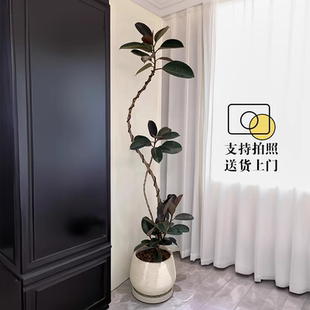 造型黑金刚橡皮树客厅大盆栽办公室内大型绿植好养活高级感植物