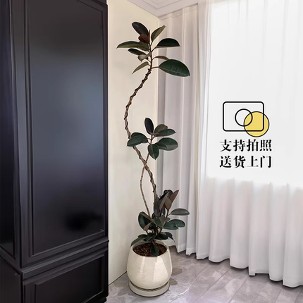 造型黑金刚橡皮树客厅大盆栽办公室内大型绿植好养活高级感植物