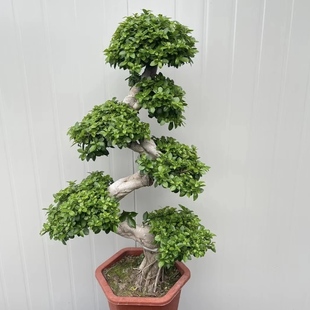 造型金钱榕树盆栽客厅摇钱树绿植室内好养四季常青大型植物喜光