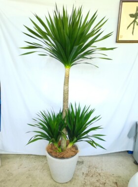 黑珍珠龙血树太空铁绿植好养包赔