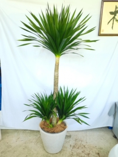 黑珍珠龙血树太空铁客厅绿植高级感客厅大盆栽室内好养植物龙须树