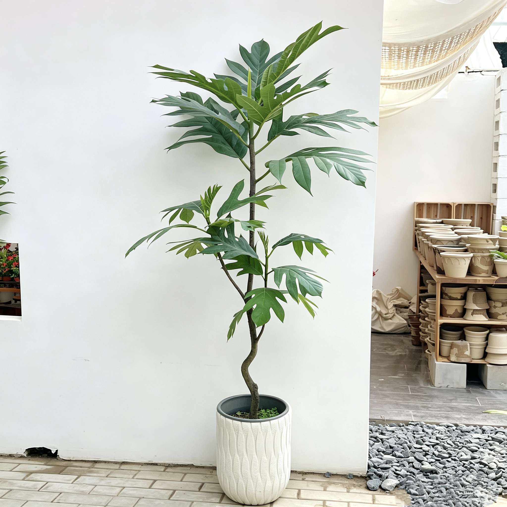面包树四季好养盆栽室内大型绿植客厅植物办公室真树花卉落地北欧