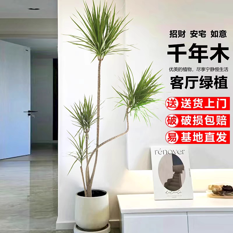 千年木客厅绿植室内好养植物盆栽