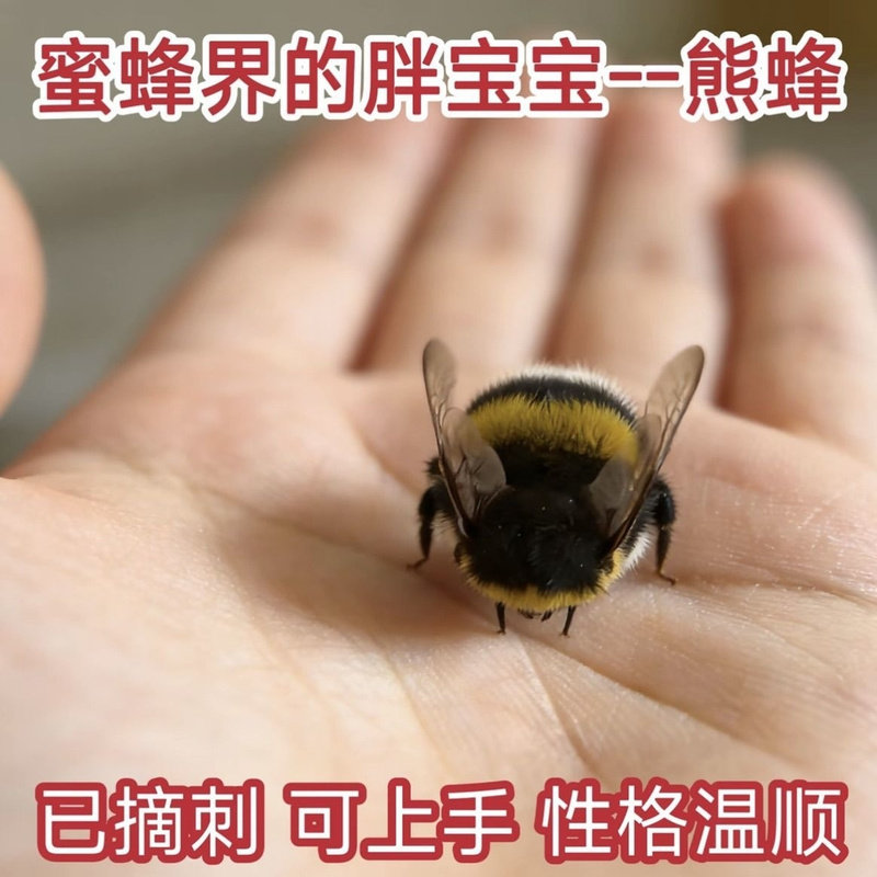 宠物熊蜂雄性两只无刺可上手;网红宠物熊蜂儿童科普饲养小虫