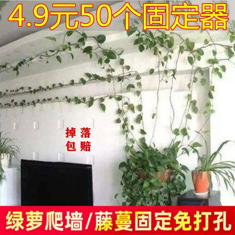绿萝爬墙神器绿植固定器家用卡扣挂钩固定夹爬上绿罗爬藤杆夹扣架