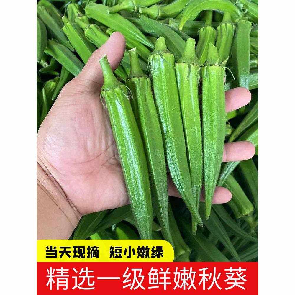 福建新鲜秋葵小份量250g-500g装当天产地现摘净重泡沫箱+冰袋包装