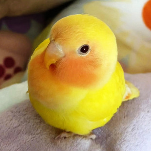 现货速发牡丹鹦鹉活鸟桃脸黄桃绿桃手养幼鸟幼崽活物适合孩子养的