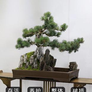 五針松盆景植物老樁室內山水假山擺件客廳辦公室前臺大型綠植盆栽