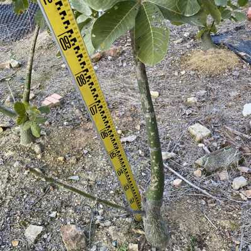 龟纹木棉 实生肉质绿背龟甲奇特绿化景观植物 墨西哥椭叶块根庭z.